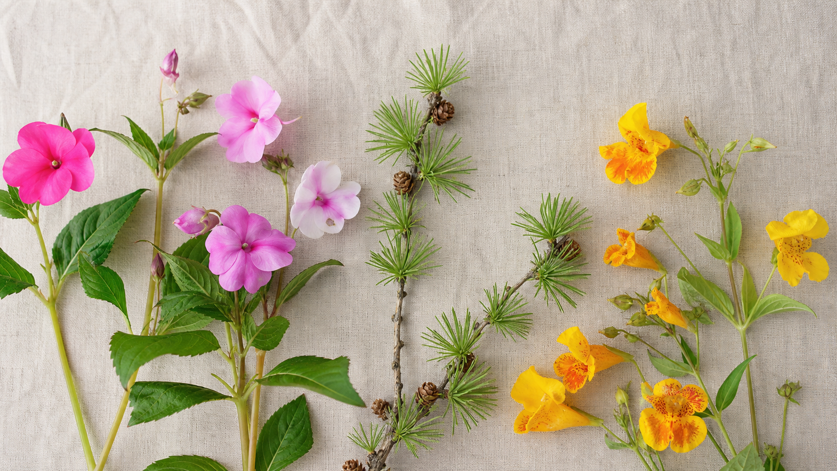 複数の花を比較して意味を知るための植物標本