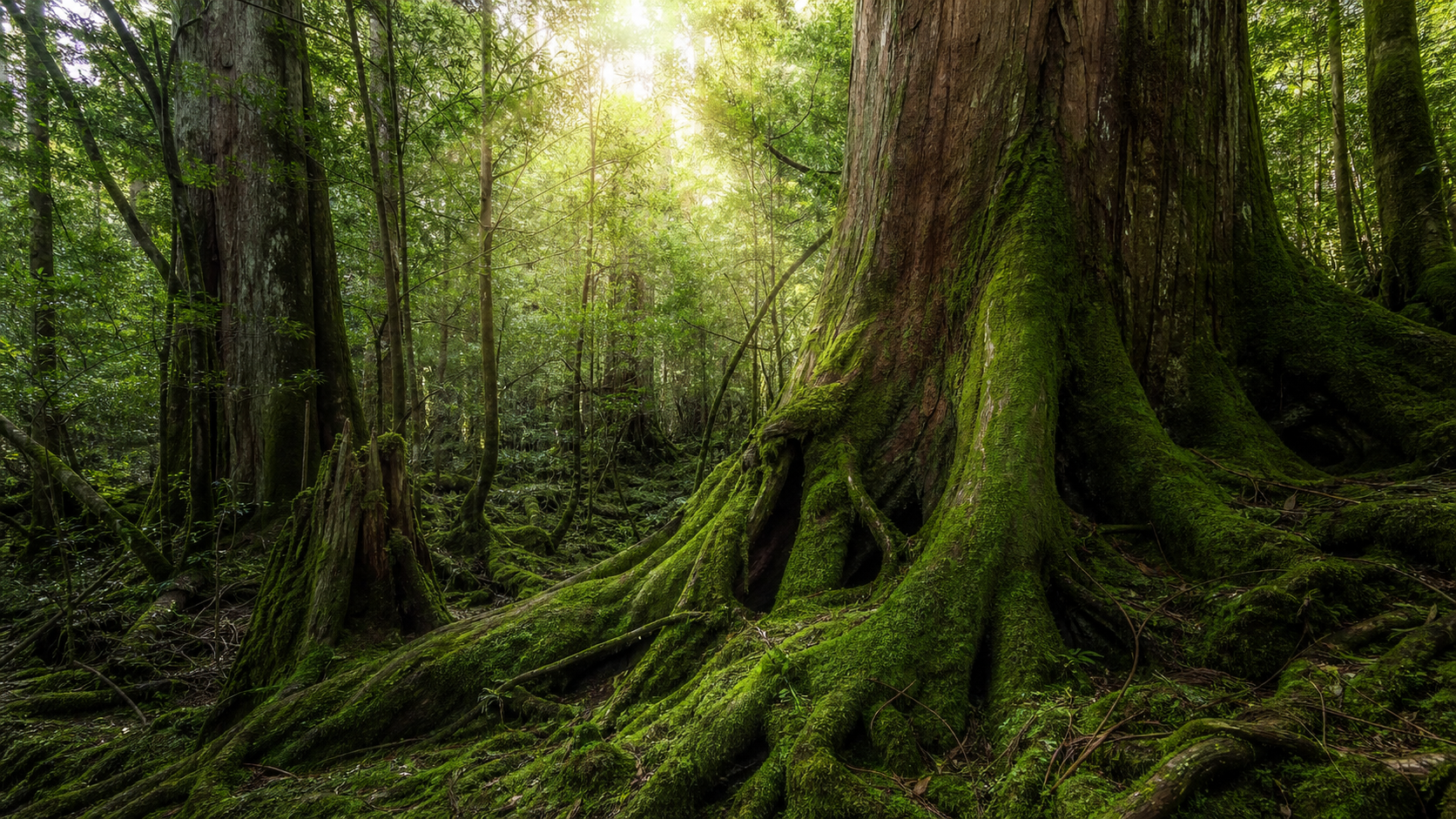 屋久島の苔むした原生林と巨大な杉の根