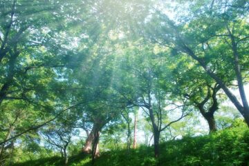 エーテル体とは一体なんなのか？　エーテル体の手術についても詳しく解説